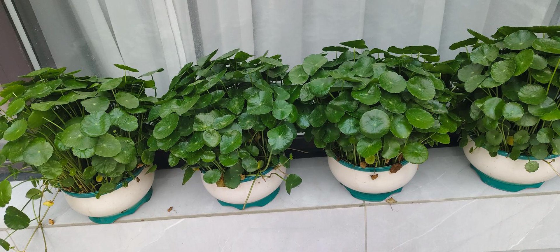 铜钱草科技
